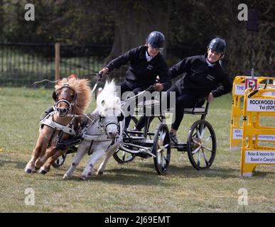 Calèche miniature à paire de poney Shetland pilotant sur un parcours d'obstacles britannique Scurry and Trials dans une course, Suffolk UK Banque D'Images