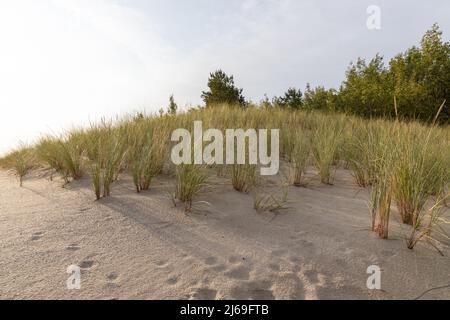 Vue sur la dune recouverte d'herbe de Zempin en été Banque D'Images
