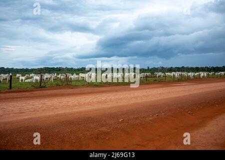 Belle vue sur la route de Transamazonica BR-230, icône de déforestation entourée par la ferme de bétail et les arbres de la forêt amazonienne en arrière-plan. Banque D'Images