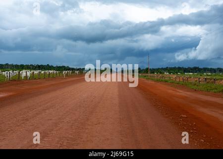 Belle vue sur la route de Transamazonica BR-230, icône de déforestation entourée par la ferme de bétail et les arbres de la forêt amazonienne en arrière-plan. Banque D'Images