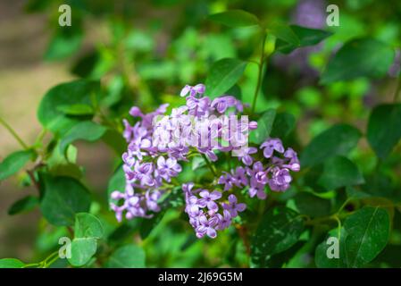 Belles fleurs de lilas. Fleur de lilas pourpre sur la brousse. Fleur de printemps Banque D'Images