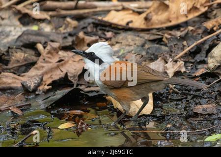 Image de l'oiseau Laughingsrush à crête blanche sur fond de nature. Animaux. Banque D'Images