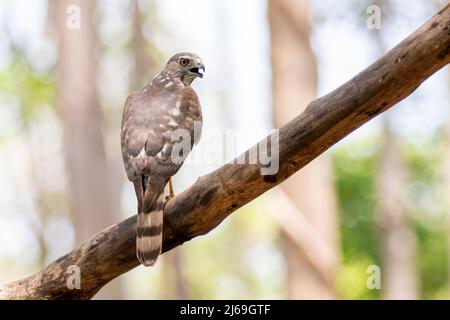 Image de l'oiseau de Shikra (Accipiter badius) sur une branche d'arbre sur fond de nature. Animaux. Banque D'Images