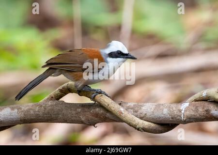 Image de l'oiseau Laughingsrush à crête blanche sur une branche d'arbre sur fond de nature. Animaux. Banque D'Images