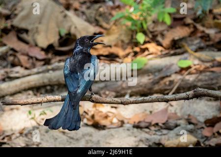 Image d'un oiseau drongo piquant sur une branche d'arbre sur fond de nature. Animaux. Banque D'Images