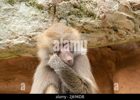 Un babouin de Hamadryas (Papio hamadryas) se grattant le visage isolé sur un fond naturel Banque D'Images