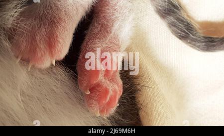 Vue rapprochée des pattes de cub de chat nouveau-né Banque D'Images