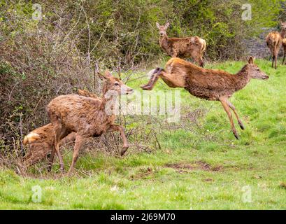 Les nains et les faons du cerf rouge sont perturbés par leur consommation dans un étang du parc Ashton court, près de Bristol, au Royaume-Uni Banque D'Images