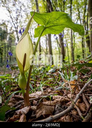 Cuckoopint ou Lords and Ladies Arum maculatum sur le sol boisé ombragé de Leigh Woods à Bristol, Royaume-Uni Banque D'Images