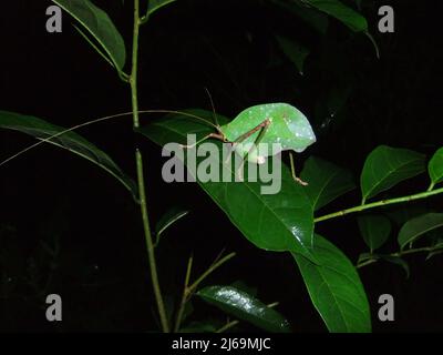 Katydid (famille des Tettigonidae) avec une longue antenne isolée sur un fond naturel sombre des jungles de Belize, en Amérique centrale Banque D'Images
