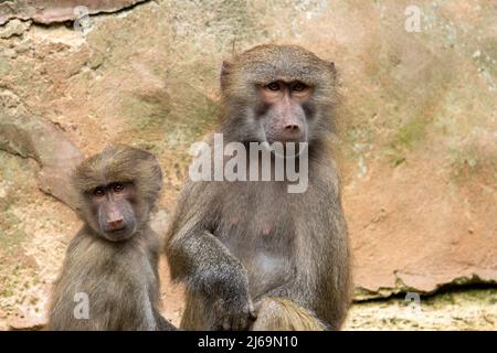 Mère et enfant Hamadryas babuon (Papio hamadryas) assis ensemble sur un rocher isolé sur un fond naturel Banque D'Images