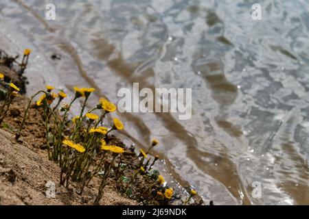 Tussibago pousse du sable près de l'eau. Petite source jaune les fleurs sauvages les plus anciennes poussent sur la rive à côté d'une rivière ou d'un lac. Banque D'Images