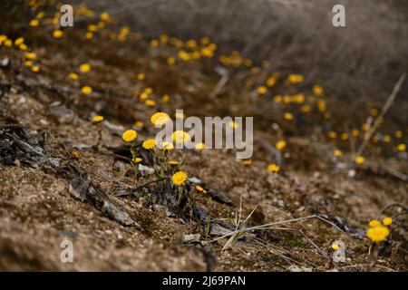 Les petites fleurs jaunes de Tussibago poussent dans le sable. Défrichement des primroses sauvages dans le désert. Banque D'Images