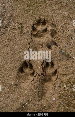 Un motif de patte de chien sur le sable de la plage. Le chien a traversé le désert et a laissé sa marque. Macro photo pattes minimalisme et rien superflu. Banque D'Images