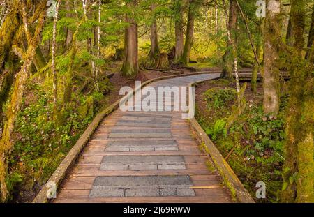 Sentier écologique en bois dans la forêt. Sentier écologique. Chemin en bois dans le parc national du Canada. Photo de voyage, mise au point sélective, personne Banque D'Images