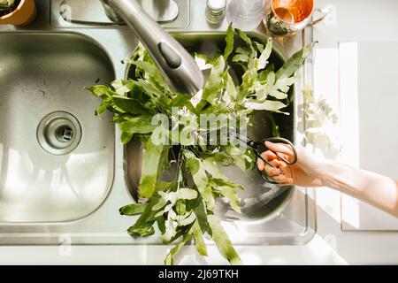 les plantes de maison dans l'évier de cuisine étant taillées avec des ciseaux de plante Banque D'Images