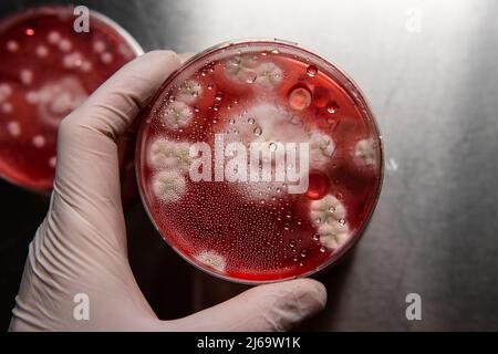 moule dans une boîte de petri. Études microbiologiques en laboratoire cond Banque D'Images