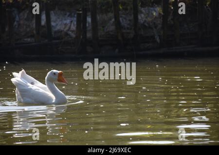 Les oies chinoises sont des oiseaux légers et gracieux. Ils ont un long col légèrement incurvé et un bouton rond et proéminent sur la tête Banque D'Images