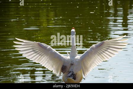 Les oies chinoises sont des oiseaux légers et gracieux. Ils ont un long col légèrement incurvé et un bouton rond et proéminent sur la tête Banque D'Images