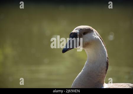 Les oies chinoises sont des oiseaux légers et gracieux. Ils ont un long col légèrement incurvé et un bouton rond et proéminent sur la tête Banque D'Images