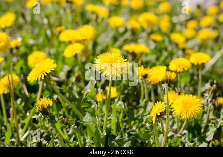 Pissenlit jaune dans une prairie, un gros plan ensoleillé avec une attention sélective. Banque D'Images