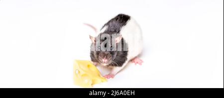 Souris avec une tranche de fromage suisse isolée sur blanc. Petite souris essayant de déplacer un morceau de fromage. Fromage et souris Banque D'Images