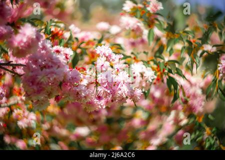 belles fleurs de sakura rose sur un fond flou Banque D'Images