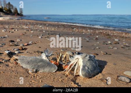 Gros plan de Dead partiellement décomposé ou mangé mouette sur la plage Banque D'Images