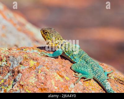 Vue ensoleillée du lézard commun dans la ville sainte des Wichitas à Oklahoma Banque D'Images