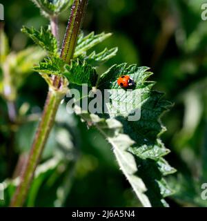 Ladybird (Adalia bipunctata) à deux endroits sur une plante d'ortie, Warwickshire, Royaume-Uni Banque D'Images