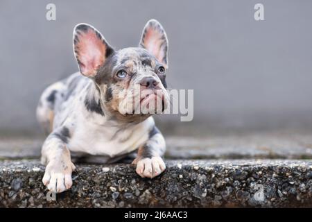 Jeune chien bleu merle tan Bulldog français couché devant le mur gris Banque D'Images