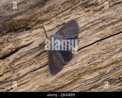 Diaphora mendica, la Moth Muslin, reposant sur un morceau de bois pourri. Banque D'Images