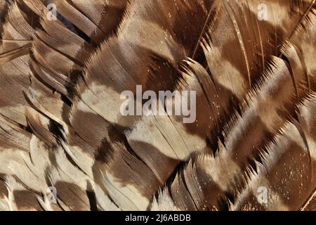 Gros plan plein cadre de plumes d'ailes à rayures brunes et blanches d'un mouette ou d'un autre oiseau Banque D'Images