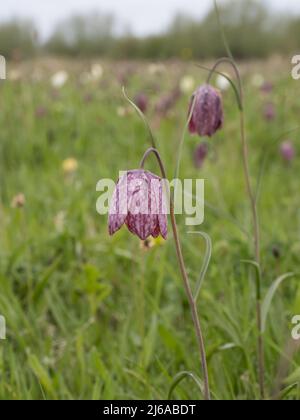 Fritilaria meleagris, noms communs incluent la tête de serpent fritillaire, tête de serpent, fleur d'échecs, coupe de grenouille, fleur de poule-de-guinée, fleur de guinée. Banque D'Images