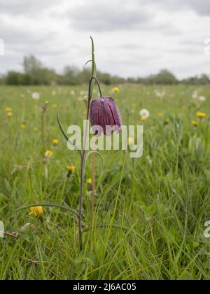 Fritilaria meleagris, noms communs incluent la tête de serpent fritillaire, tête de serpent, fleur d'échecs, coupe de grenouille, fleur de poule-de-guinée, fleur de guinée. Banque D'Images