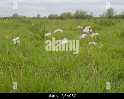 Cardamine pratensis, la fleur de couckoo, également connue sous le nom de maque de dame, de fleur de mayflower, ou de milkamides. Banque D'Images