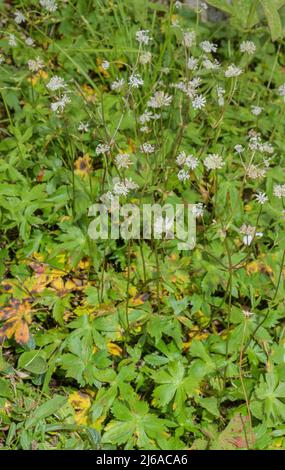 Chef-d'œuvre bavarois, Astrantia bavarica, en fleur dans les Alpes allemandes. Banque D'Images