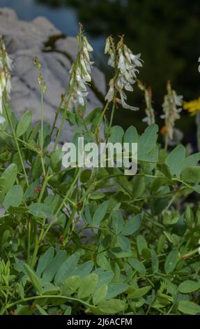 Blanc Sainfoin, Hedysarum boultignyanum, en fleur dans les Alpes françaises. Banque D'Images