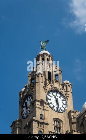 Bella d'oiseau de foie avec vue sur la mer au sommet du Royal Liver Building Banque D'Images