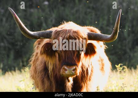 Portrait d'un Scottish Highlander Banque D'Images