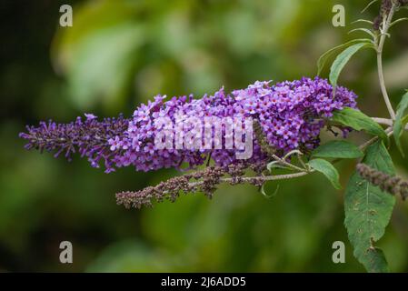 Buddleia / Buisson papillon (Buddleja davidi) dans un jardin traditionnel anglais de campagne. Banque D'Images