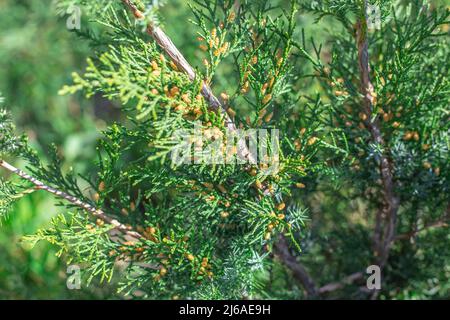 Juniper avec bourgeons enflés dans le jardin, gros plan. Entretien des plantes de jardin ornementales. Banque D'Images