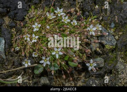 Spring Sandwort, Minuartia verna, en fleur. Banque D'Images