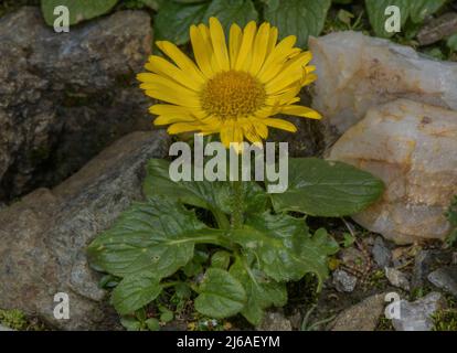 Doronicum clusii, figé de léopard, en fleur dans les Alpes autrichiennes. Banque D'Images