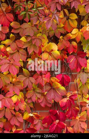 Faux Virginia super-réducteur Parthenocissus inserta feuillage en couleurs d'automne Banque D'Images