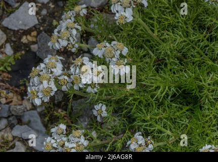 L'iflèche noire ou l'éternuement à tige foncée, Achillea atrata, en fleur à haute altitude, dans les Alpes autrichiennes. Banque D'Images