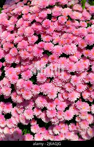 Le chrysanthème (Chrysanthemum) est une plante de jardin et de balcon populaire. Il est livré avec des fleurs non colorées et multicolores, doubles et non remplies. Banque D'Images