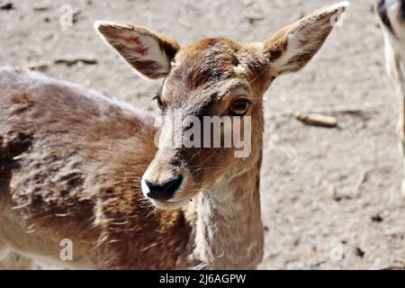 Mufflon (Ovis gmelini musimon) im Wildgehege, Niedersachsen, Deutschland, Uelzen Banque D'Images