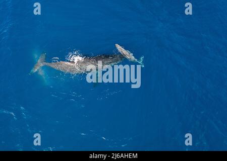 Vue aérienne des baleines à bosse, Megaptera novaeangliae, mère avec un veau qui roule le ventre à travers sa tribune, West Maui, Hawaii, Etats-Unis Banque D'Images