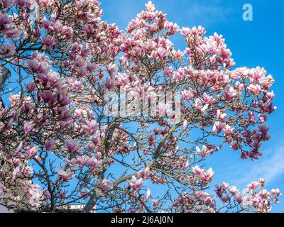 Floraison de Magnolia dans le parc de Stromparken au printemps à Norrkoping, en Suède. Banque D'Images